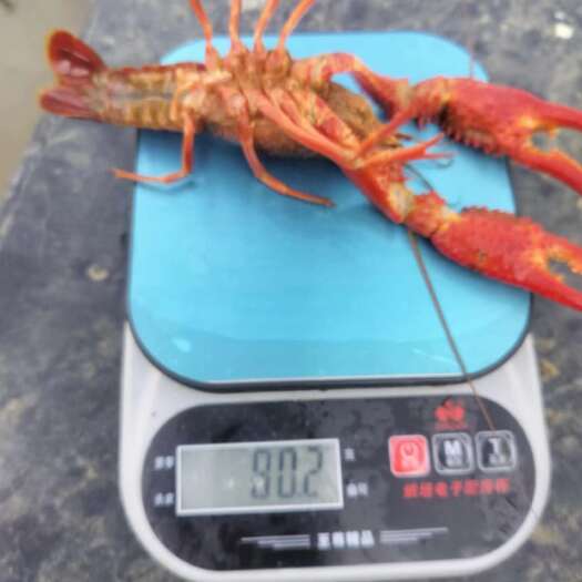 丘北县精品小龙虾，精品炮头，大中小都有