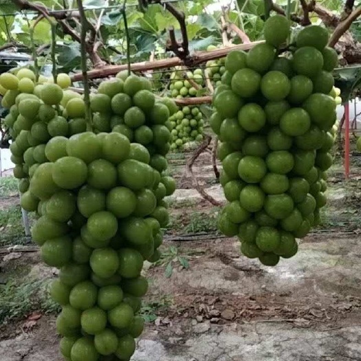 公主岭市阳光玫瑰 （浓郁的玫瑰香味）