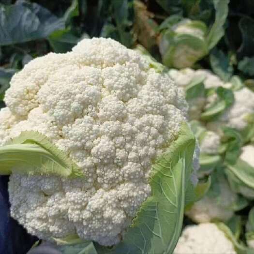 精品花菜，大量供应，一手货源，质量牛，欢迎老板下单
