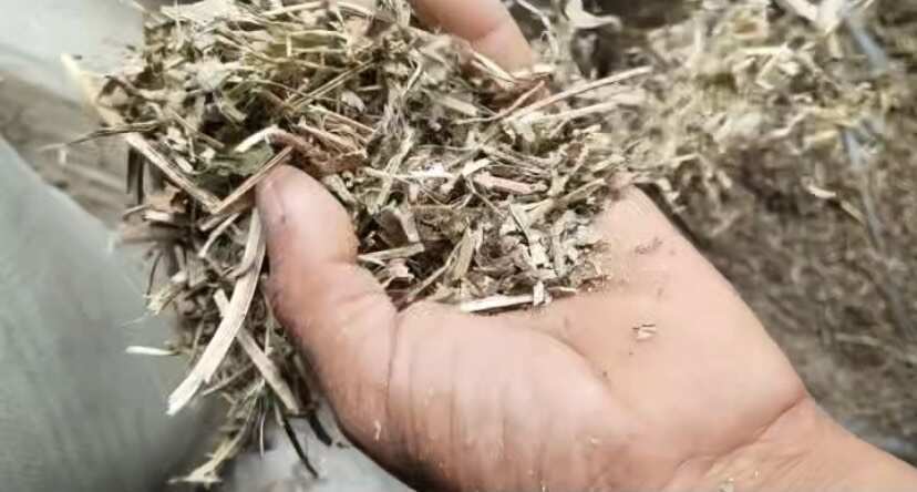 延津县优质花生秧秸秆，2024 新货，牛羊好饲料