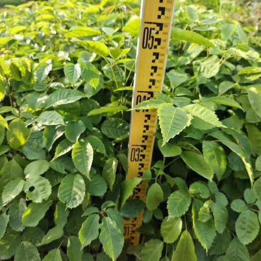 广州供应种苗紫花风铃木树苗