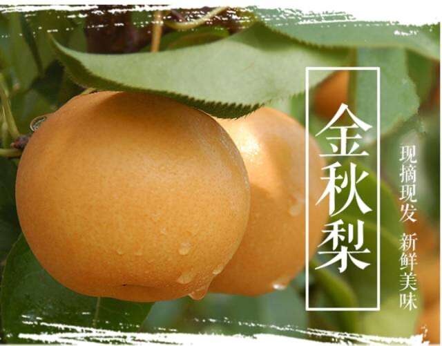 修文县金秋梨【一件代发 顺丰包邮】贵州修文金秋梨