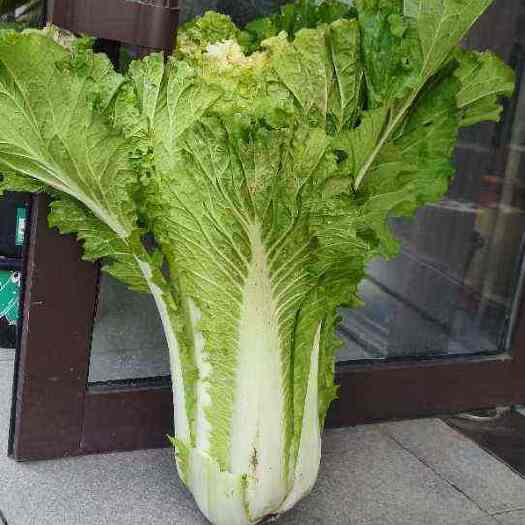 敖汉旗黄心白菜