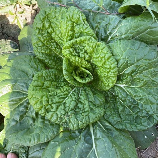 汝南县黄心菜