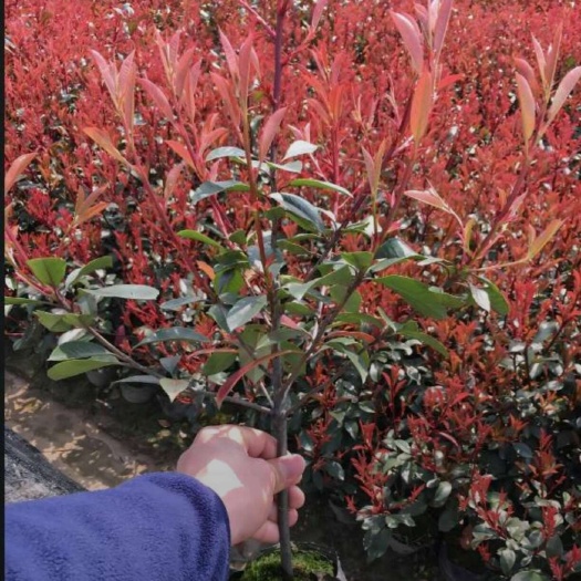 沭阳县大杯红叶石楠苗