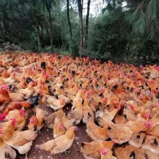 崇仁县东乡土鸡，