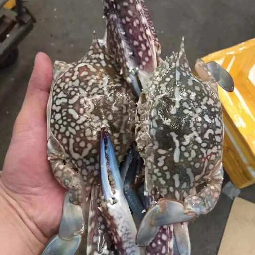 上海兰花蟹