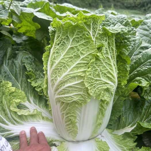 威宁县黄白菜 新鲜蔬菜来自贵州毕节威宁 直销上市