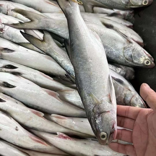 东山岛海鲜水产品海钓午鱼鲜活活冻海捕马友鱼午笋鱼酒店餐厅商用