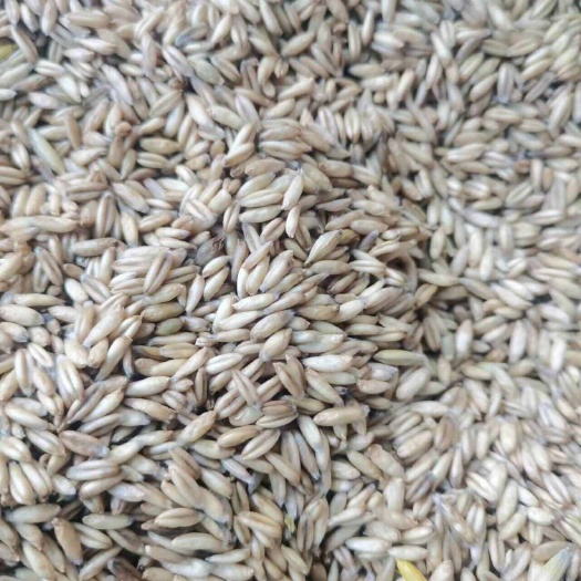 鄂温克旗莜麦