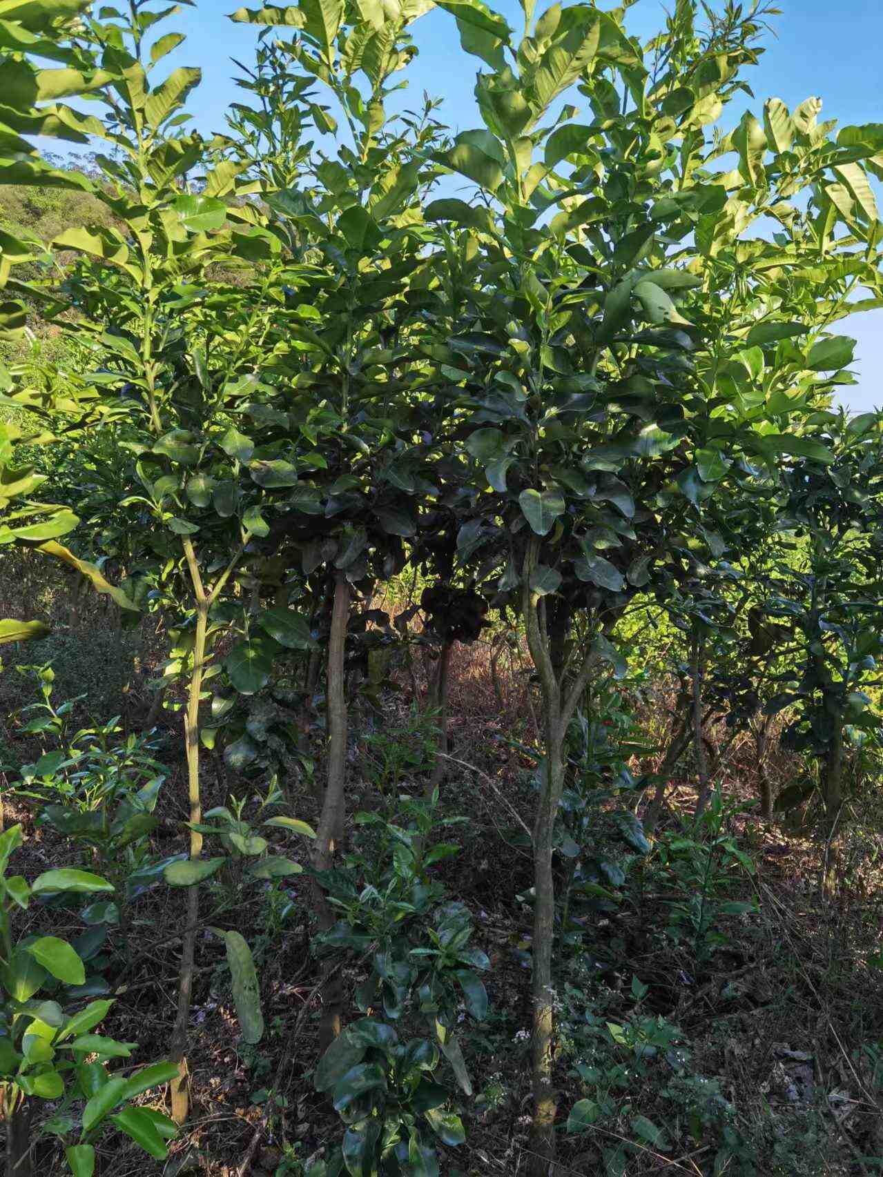 平和琯溪蜜柚优质木苗，新鲜上市，产地直发。苗种健壮，易种活。