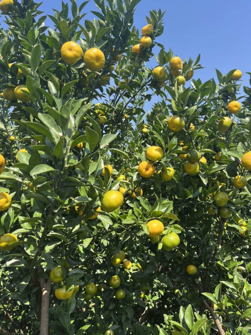 广西桂林棉橘蜜广臭皮柑开市上市纯甜无渣口感超丝滑