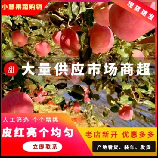 霍尔果斯新疆霍尔果斯口岸，61团苹果基地，大疆苹果代购，