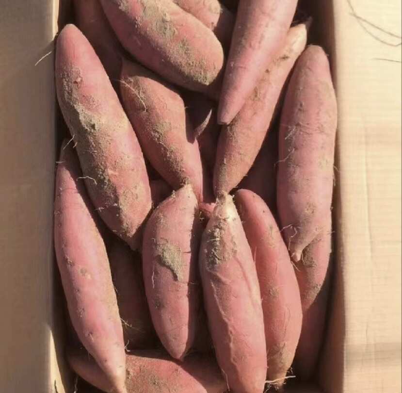 烟薯25 榴莲蜜薯 红薯 地瓜烤薯专用  糖心流油 全国批发