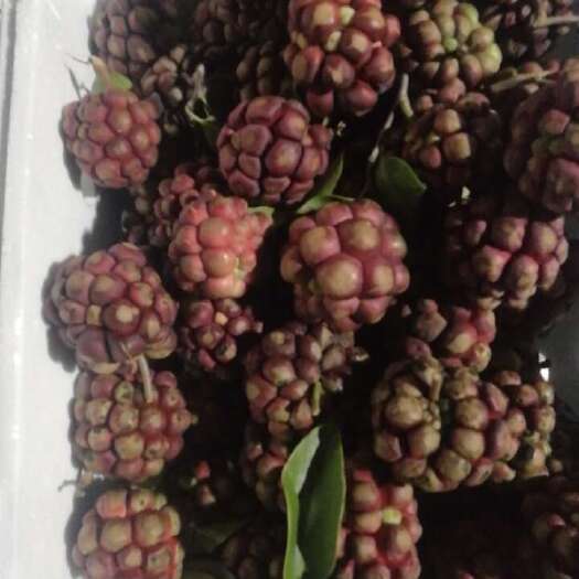 黑老虎