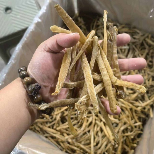东港市工厂沙虫干一手批发货源 零售 收代理 黑虫灰虫都有