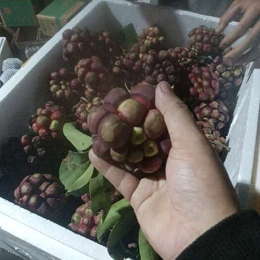 昆明黑老虎，支持一件代发