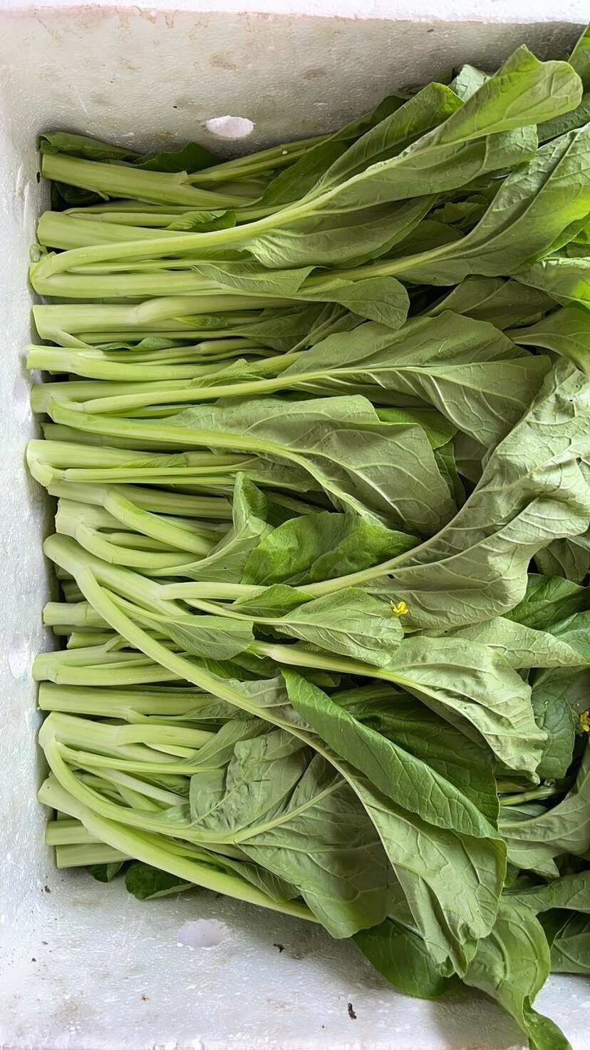 连州菜心 丰裕2号菜心产品