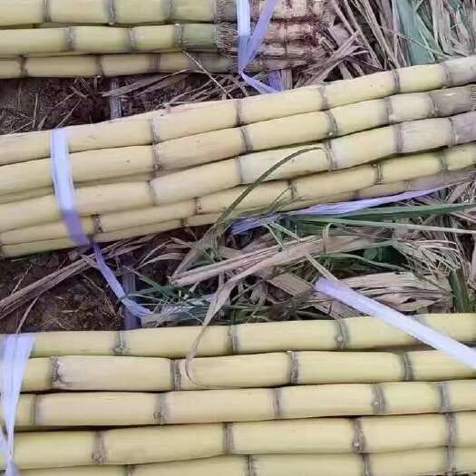 黄皮甘蔗，黄金甘蔗，电商货，市场货社区团购产地直采