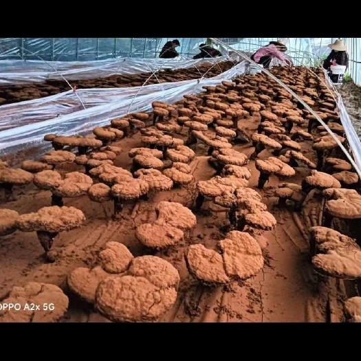 岳西县安徽省岳西县灵芝孢子粉原粉