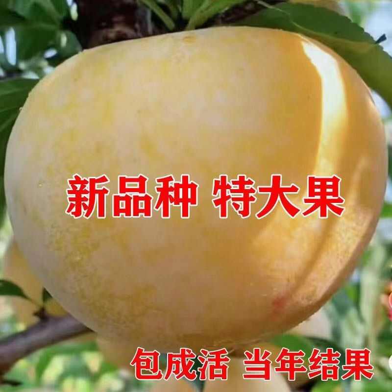 晚熟金秋晚脆李比蜂糖李还好吃自花授粉坐果率高，产量高南北种植