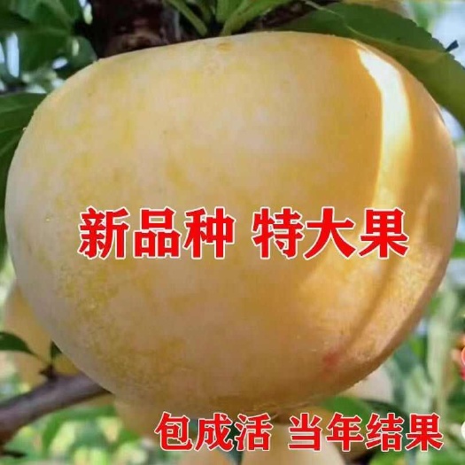 苍溪县晚熟金秋晚脆李比蜂糖李还好吃自花授粉坐果率高，产量高南北种植