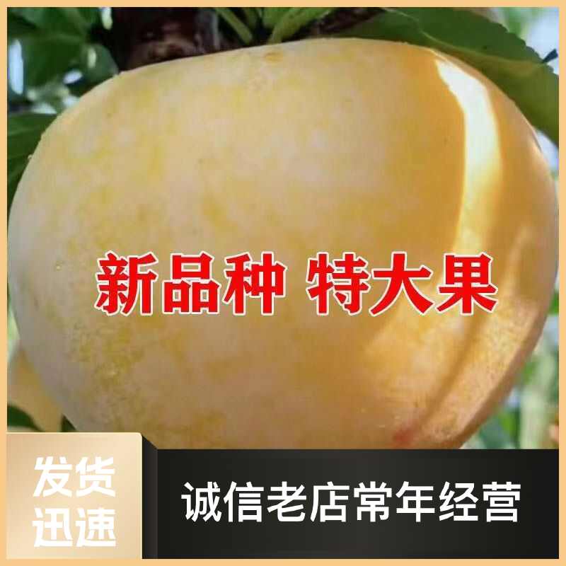 晚熟金秋晚脆李比蜂糖李还好吃自花授粉坐果率高,产量高南北种植
