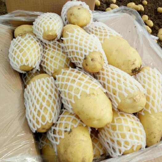 山东泰安肥城土豆基地批发大量供应荷兰沃土V7希森等黄皮黄心