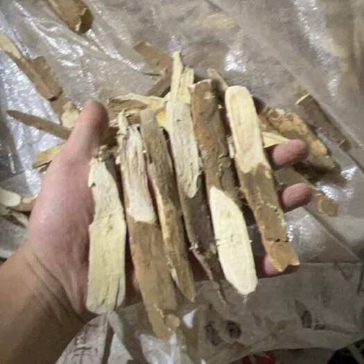 成都理塘黄芪