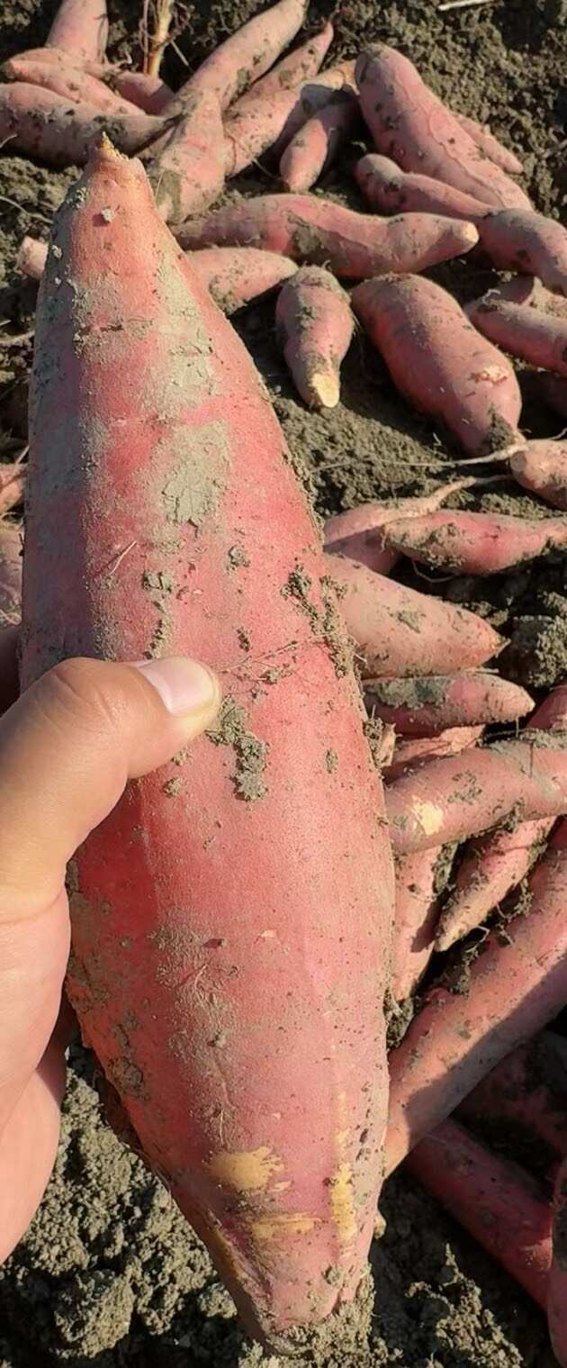 烟薯25 榴莲蜜薯 红薯 地瓜烤薯专用  糖心流油 全国批发
