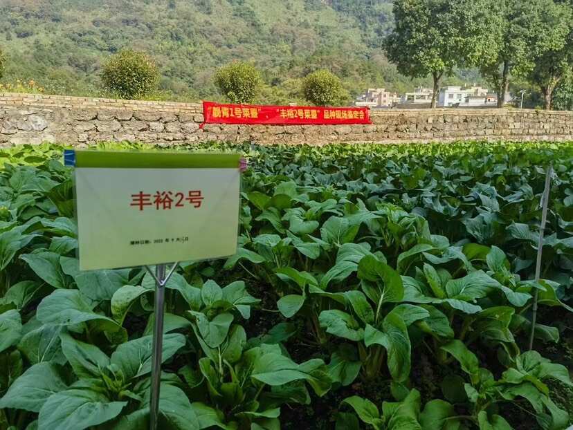 连州菜心 丰裕2号菜心产品