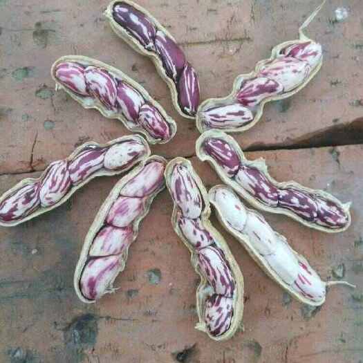 昌黎县彩色花生