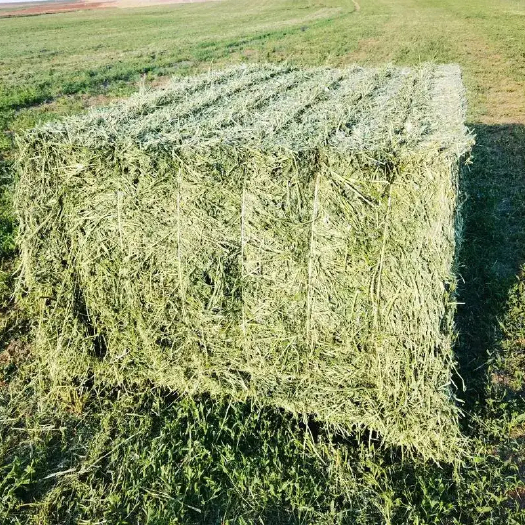 清水县5000亩苜蓿草