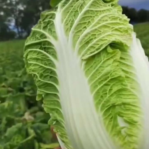精品大白菜