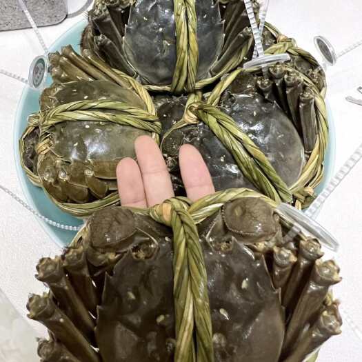 南京固城湖大闸蟹 蟹塘自产自销