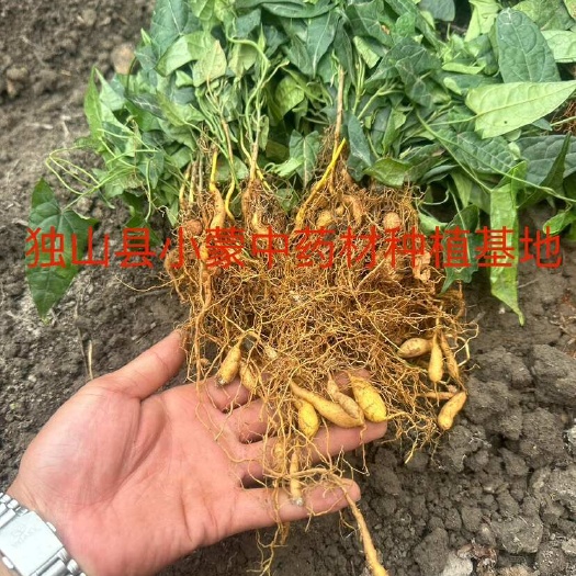独山县贵州金果榄二代训化苗