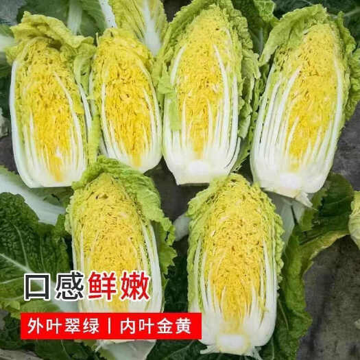 凯里市高原娃娃菜黄心娃娃菜种子中颗娃娃菜种子种子基地种子黄心娃娃菜