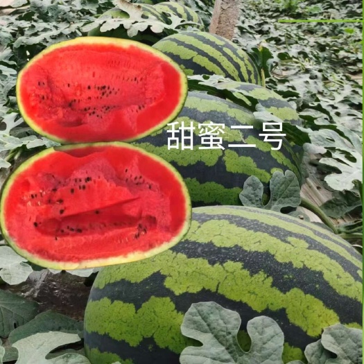 哈尔滨甜王西瓜种子 甜蜜二号甜王类型西瓜种子1000粒/罐