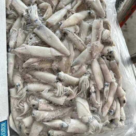 连云港生海兔小鱿鱼笔管鱼海兔加州鱿鱼冷冻b管籽乌小管灯光小管海鲜