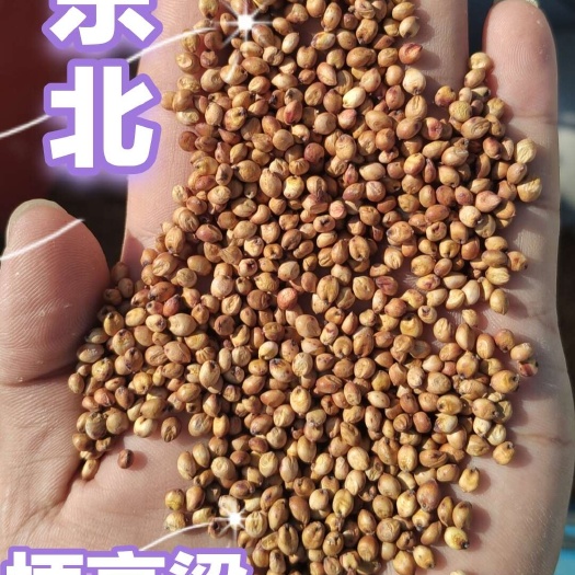 南阳东北高粱»梗高粱酿酒，量大从优