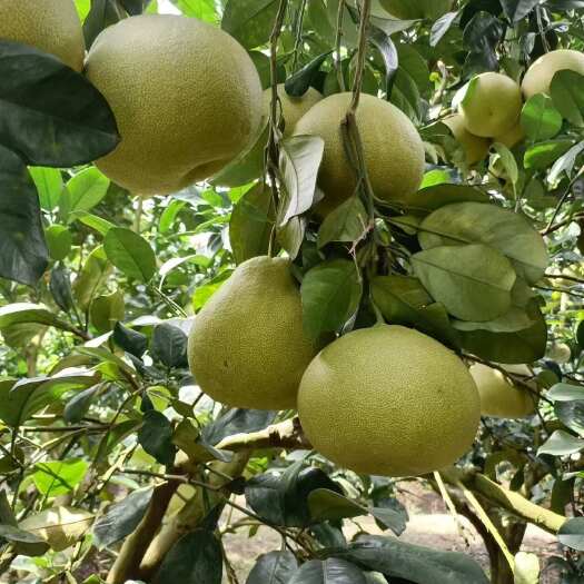 福建莆田度尾文旦柚当季新鲜水果特大果5斤9斤顺丰包邮