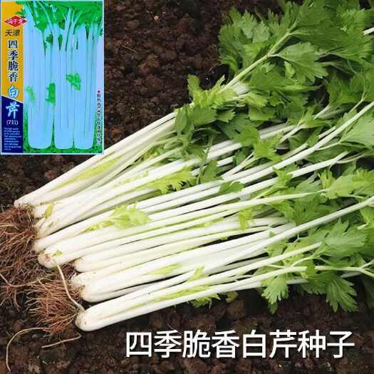 芹菜种孑四季白芹菜种籽耐热耐寒盆栽农家蔬菜种子白杆芹菜种