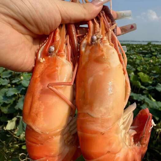 苏州液氮锁鲜罗氏沼虾批发直供