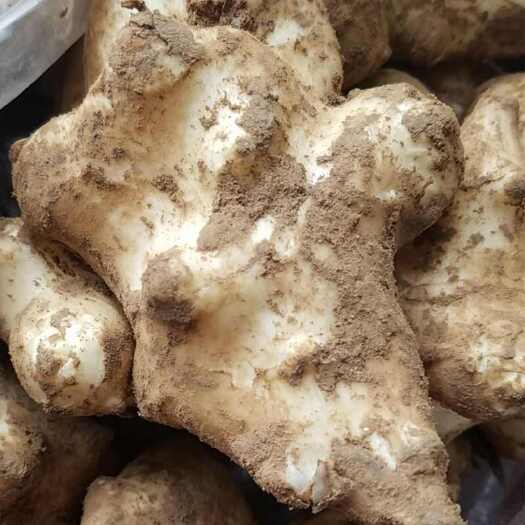 新乡洋姜新鲜现挖野生沙地当季姜不辣自然陕北高原泡菊芋5斤