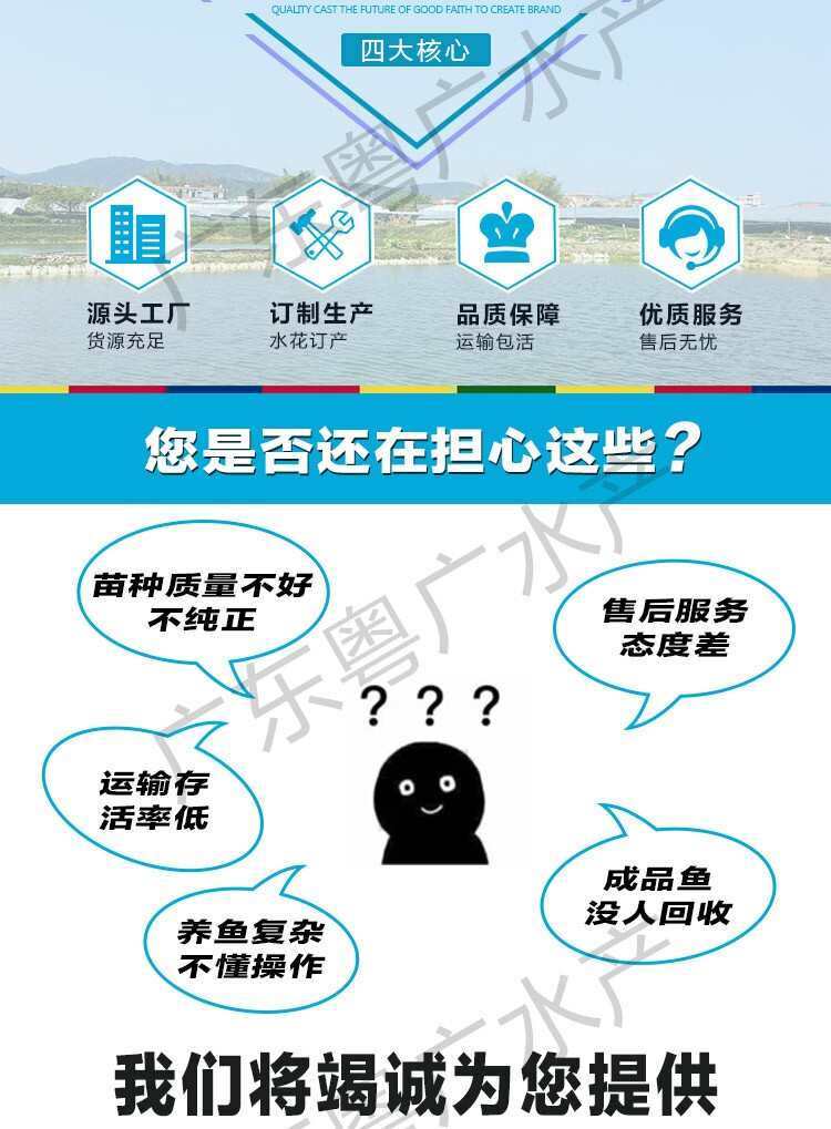 场地直销纯种 海南一号罗非 青宝路罗非 包邮到家