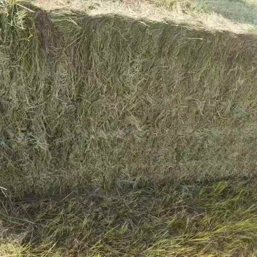 江西鄱阳湖牧草王 苔草