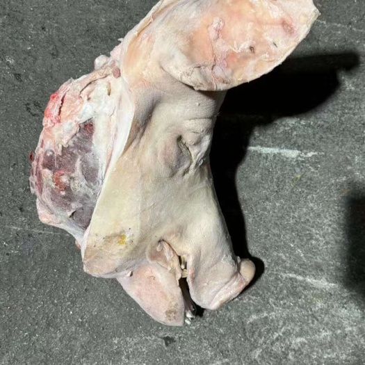 曹县母猪一级头