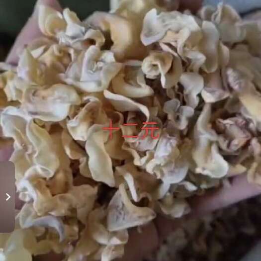 平舆县大量批发白玉木耳。
