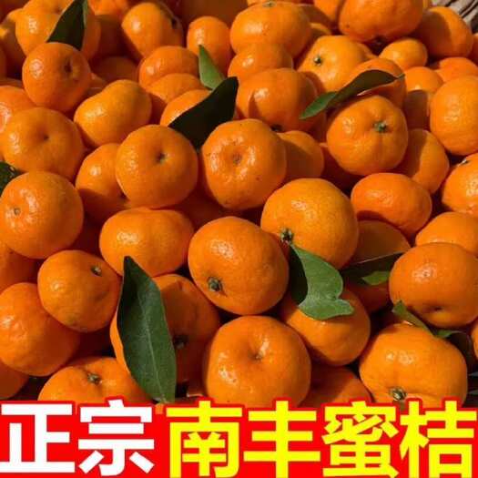 南丰县南丰蜜橘，蜜广，现摘现发江西抚州产地直供
