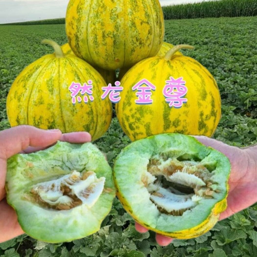 哈尔滨然龙金尊薄皮甜瓜种子500粒一袋适合棚种植